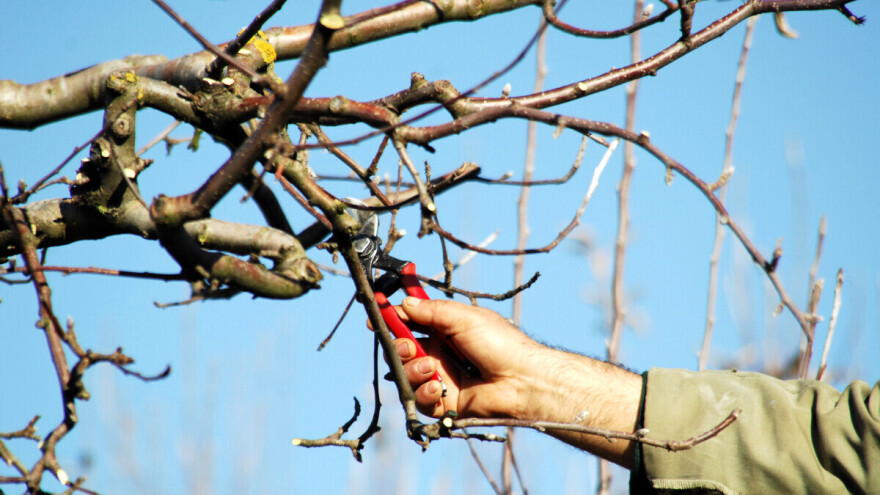 Prednosti palmete ipsilon u uzgoju voća - kvalitetniji i manje osjetljivi plodovi