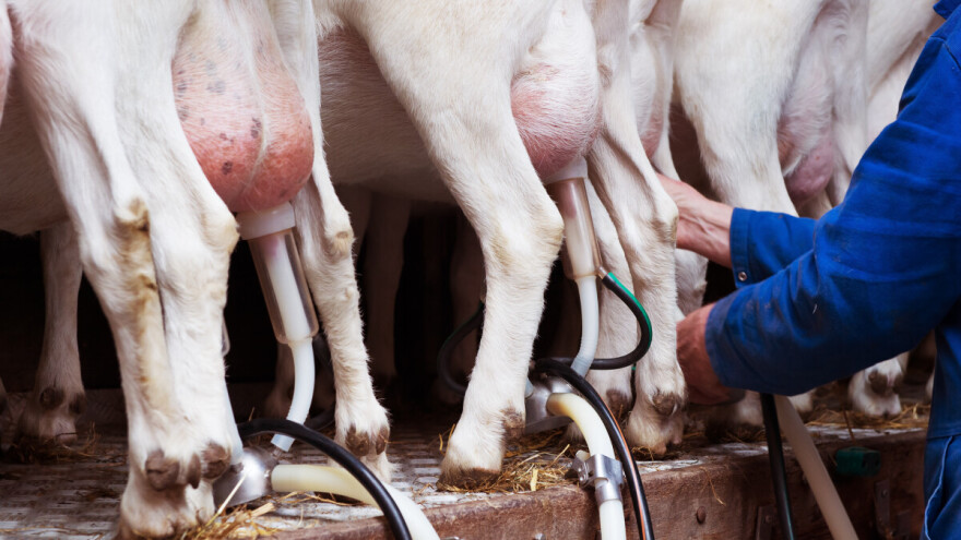 Podnesite zahtjev za potpore za obnovu narušenog proizvodnog potencijala u sektoru mljekarstva