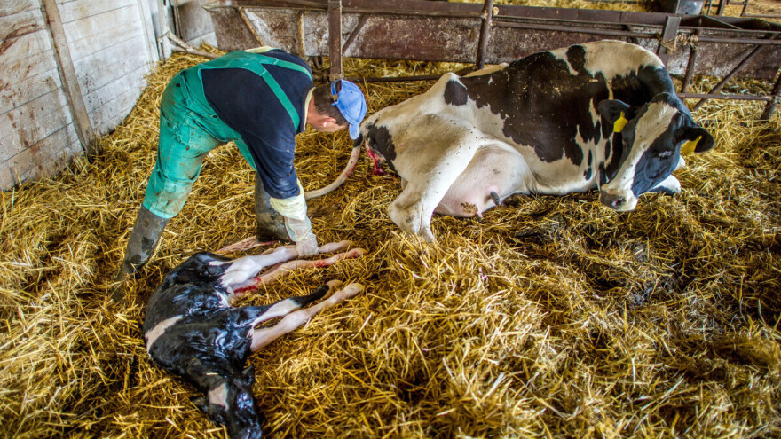 Kako zbrinuti tele nakon rođenja i šta nikako ne raditi?