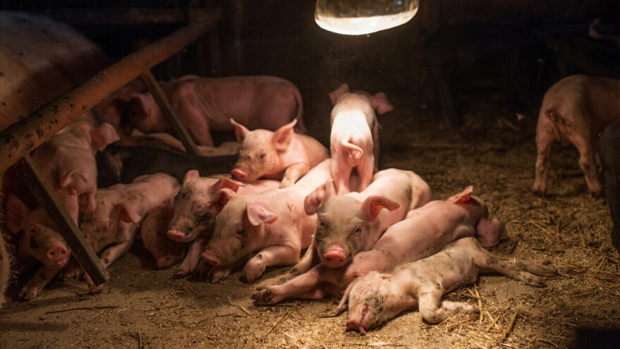 Počinje suđenje aktivistima za prava životinja zbog ilegalnih upada na farme