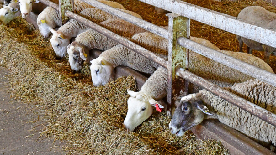 Potresan Dominion, film koji razotkriva sustavnu eksploataciju životinja