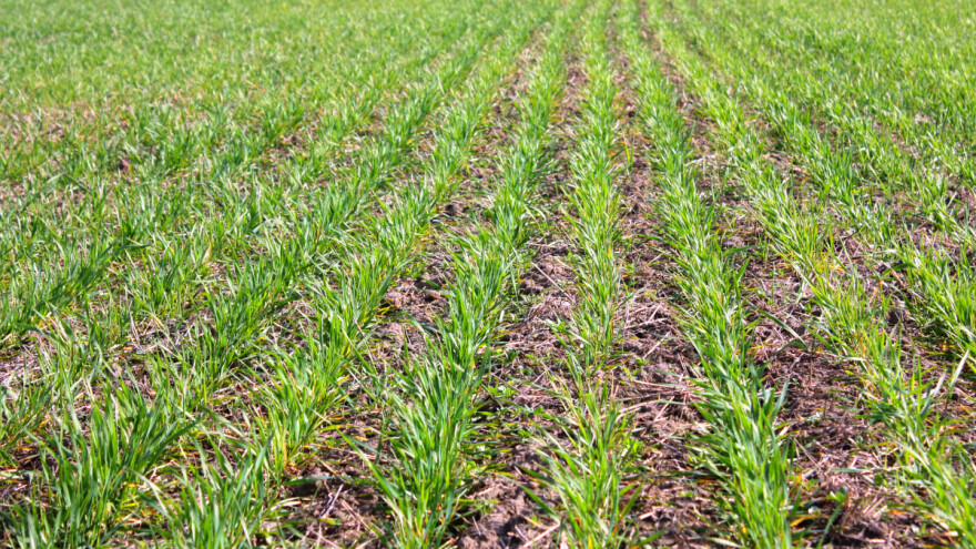 Žutilo i prorijeđenost u strnim žitima: Hoće li se usjevi oporaviti?