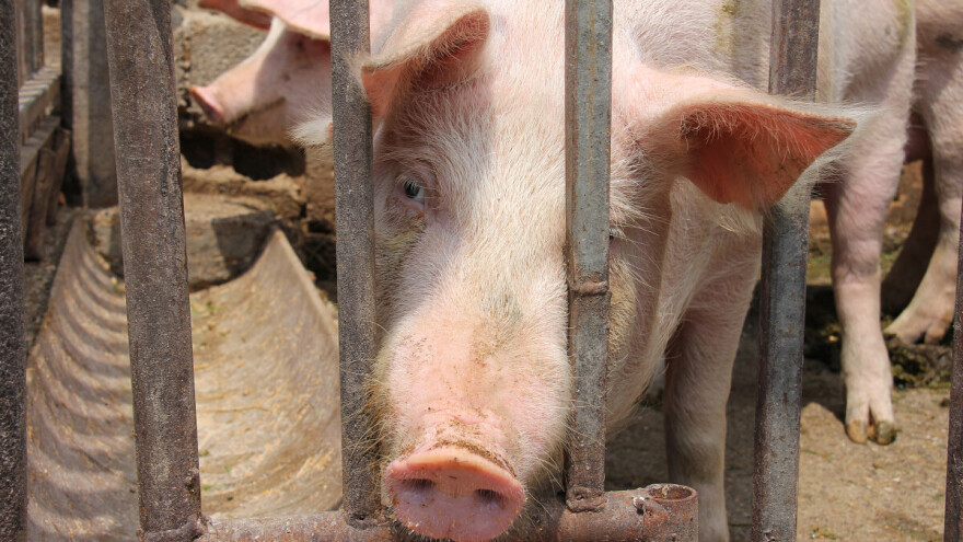 ASK na tri farme u Bosutu - eutanazirano pedesetak svinja