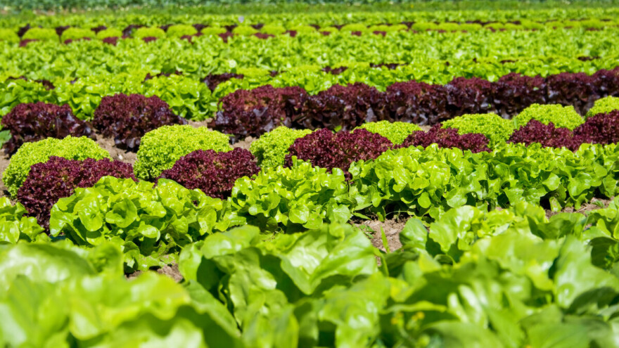 Plodoredom do većeg prinosa povrća