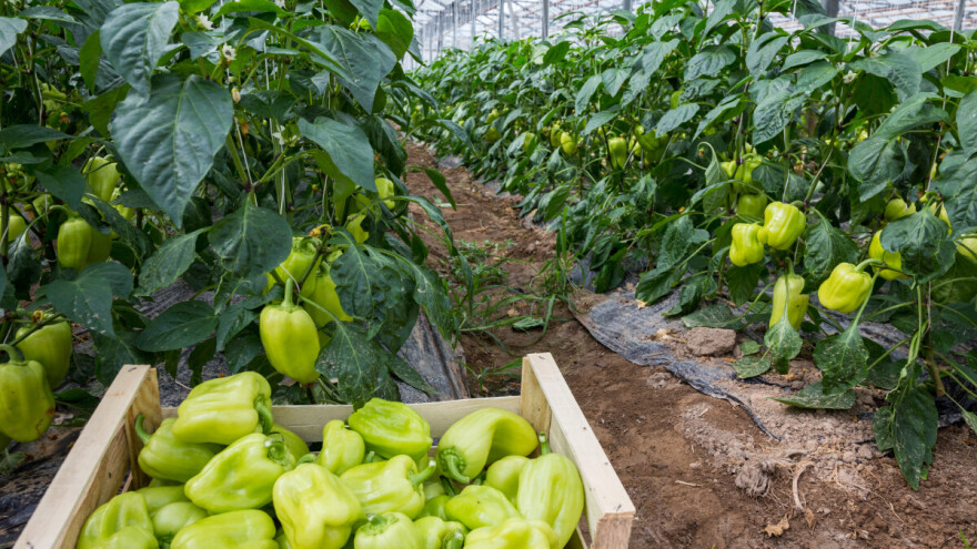 Polovica domaće proizvodnje paprike nalazi se u jednoj županiji