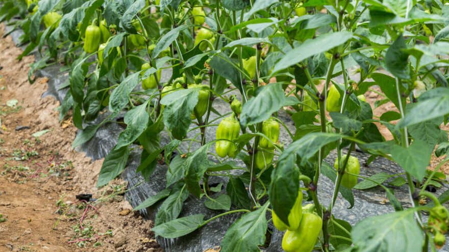 Paprika sada najviše raste: Evo što treba učiniti
