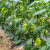 Paprika sada najviše raste: Evo šta treba uraditi