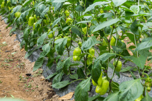 Paprika sada najviše raste: Evo šta treba uraditi