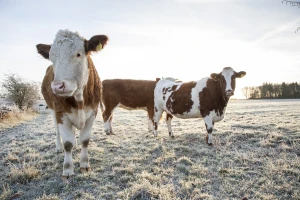 Počeo hamsin, probudili su "krznenog meteorologa", šta kaže zvanična agroprognoza?