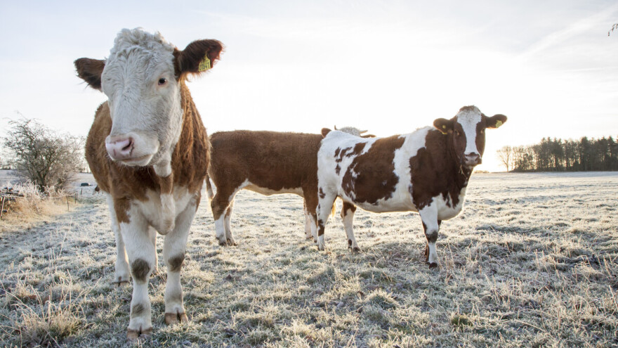Za vikend mraz u višim područjima, a onda i u kotlinama