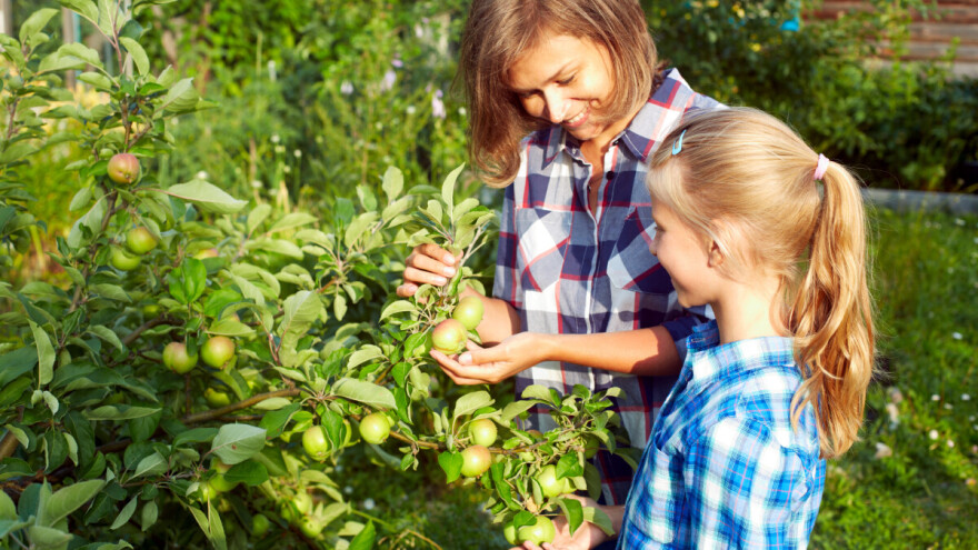 Evo 7 razloga zašto posaditi jabuku