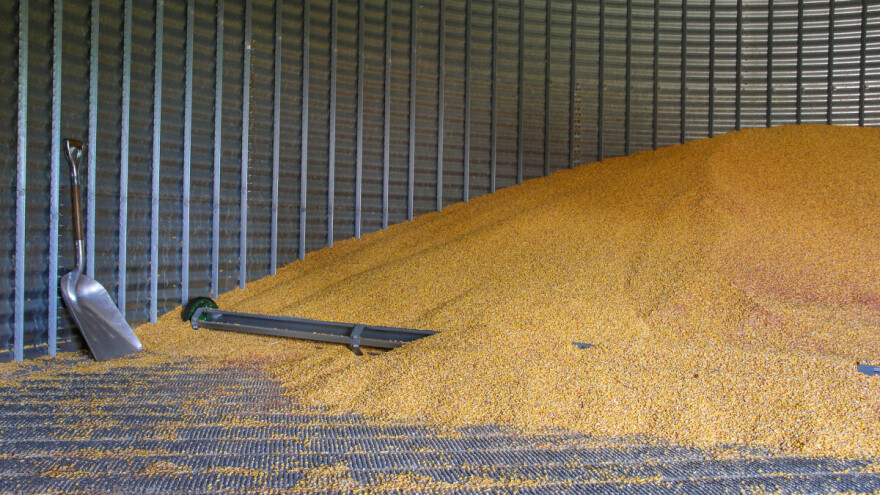 Smanjeno interesovanje za kukuruz, blagi rast cene pšenice