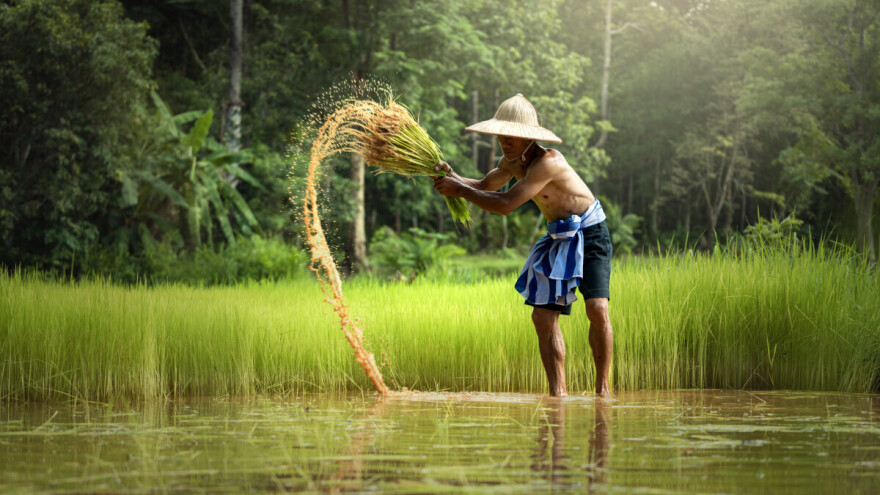 Priča o jednom narodu i njegovoj najvažnijoj poljoprivrednoj kulturi - pirinču