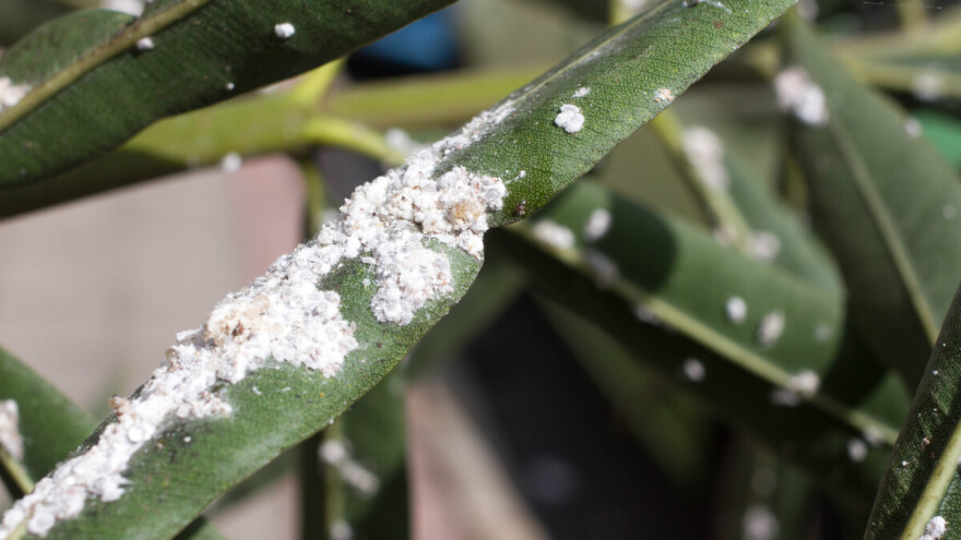 Brašnaste uši: Koje biljke napadaju i kako ih se riješiti?