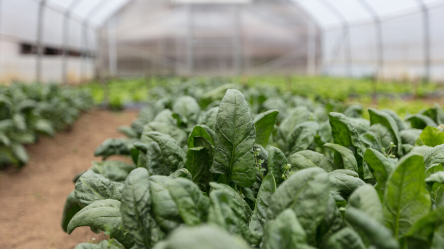 Kako smanjiti period proizvodnje špinata zimi?