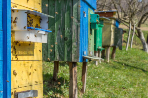 Ubola ga pčela pa komšiji pošutao košnice: Stigla optužnica!