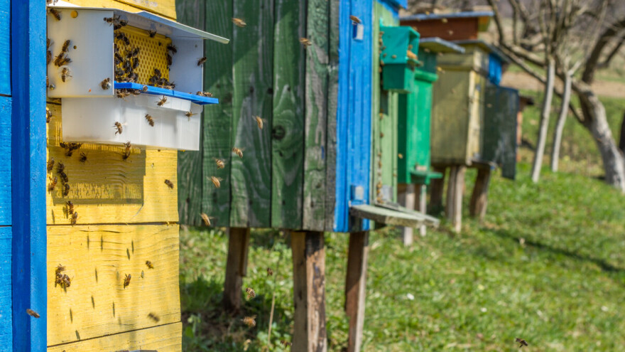Ubola ga pčela pa komšiji pošutao košnice: Stigla optužnica!