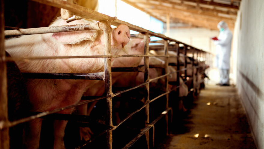 Uskoro cjepivo protiv afričke svinjske kuge?