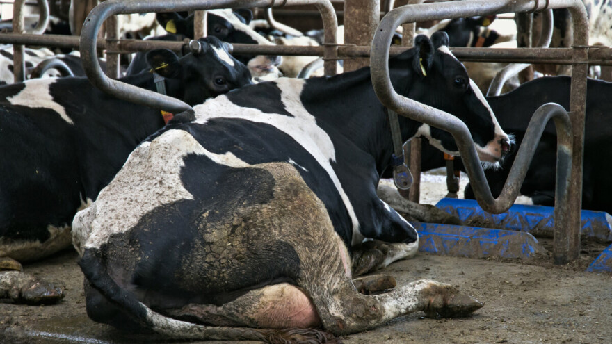 Prljavi dio na kravi pokazuje gdje je problem u štali?