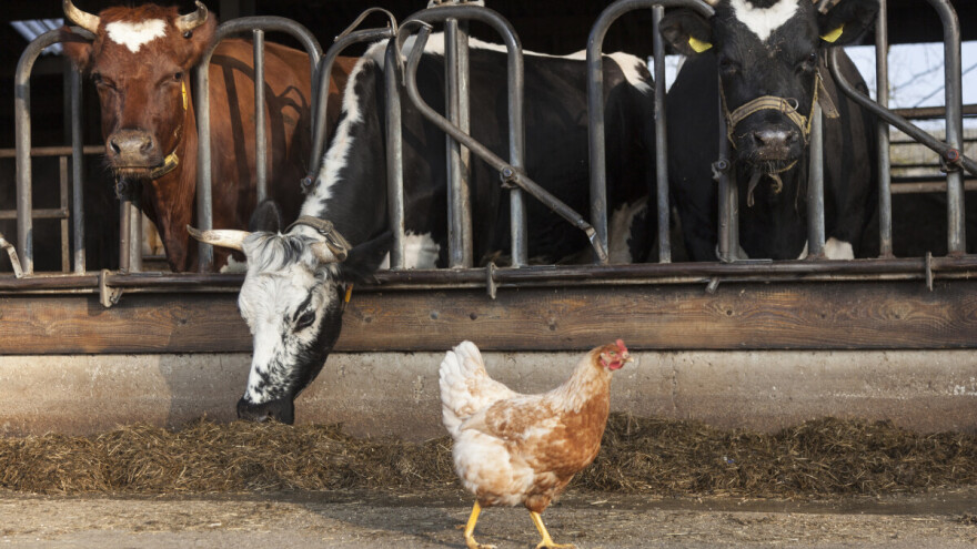 Rasla vrijednost prodaje poljoprivrednih proizvoda, najviša je u stočarstvu