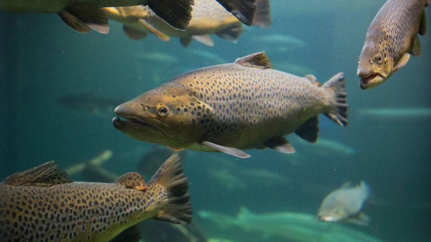 Atlantski lososi pobjegli iz uzgojnog kaveza i raširili se od Istre do Privlake