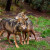 Europski sud pravde zaštitio vukove od regionalnih lovnih interesa