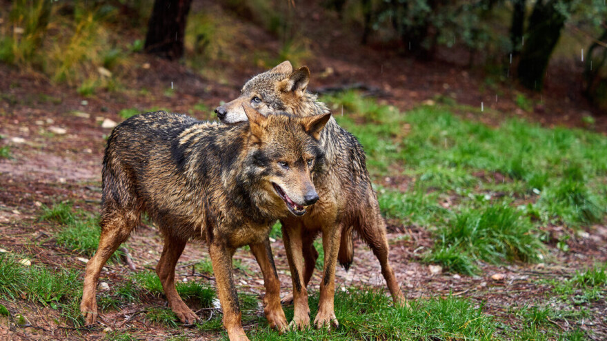 Evropski sud pravde zaštitio vukove od regionalnih lovnih interesa