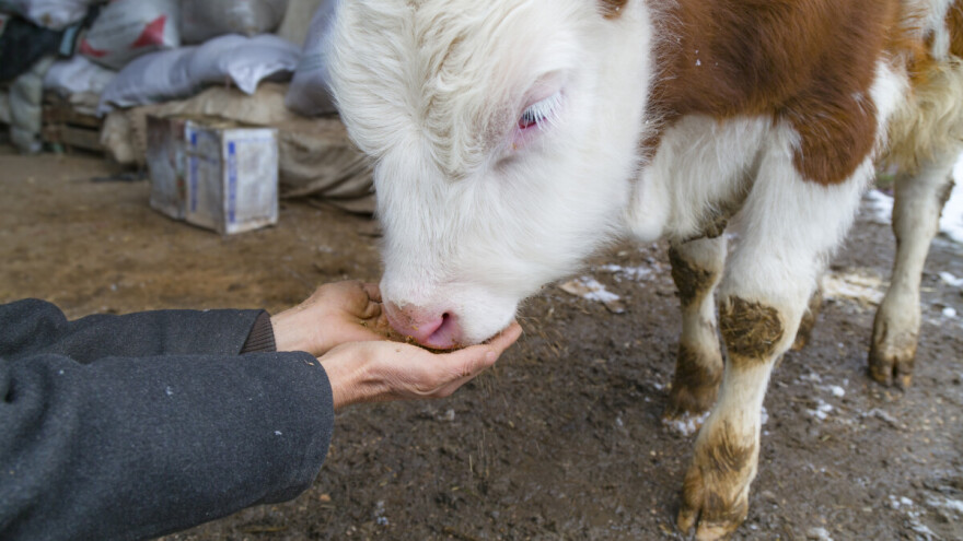 U četiri godine proizvođačke cijene stoke porasle za više od 40 posto