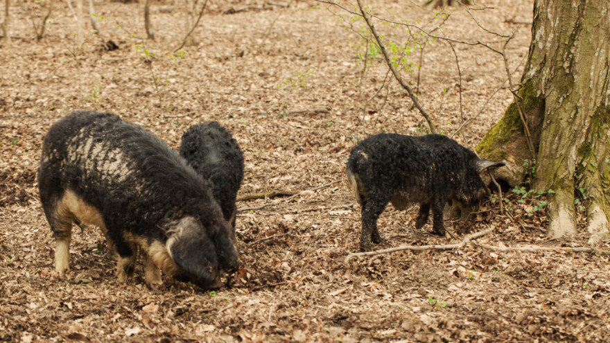 Produžen rok javnog poziva za očuvanje autohtonih domaćih životinja