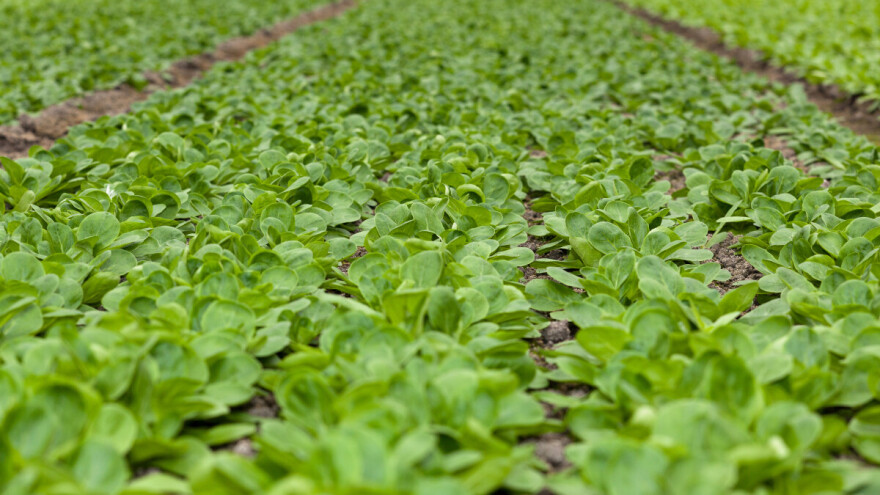 Smatra se najzdravijom salatom na svijetu: Kako uzgajati matovilac?