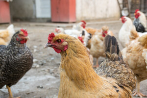 Ptičja gripa ponovno u Rumuniji, virus potvrđen u domaće peradi