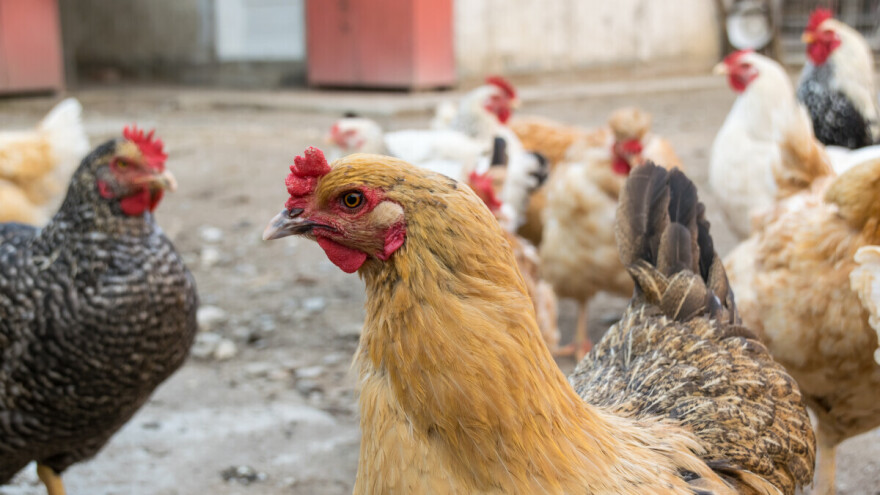 Ptičja gripa ponovno u Rumuniji, virus potvrđen u domaće peradi