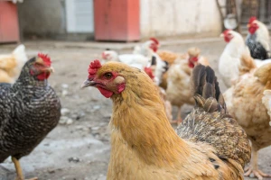 Ptičja gripa ponovno u Rumunjskoj, virus potvrđen u domaće peradi