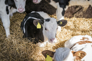 Niže otkupne cene teladi, prasići do 320 din/kg
