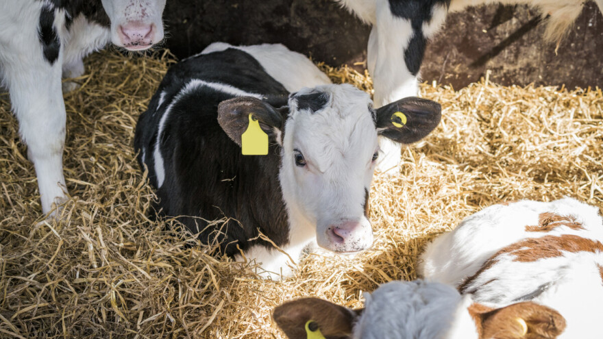 Niže otkupne cene teladi, prasići do 320 din/kg