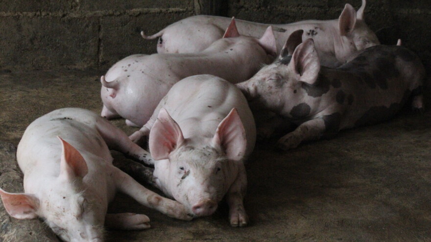 Svinjogojstvo im na ivici katastrofe: Uzgajivači odbijaju vakcinu, prerađivači mesa besni
