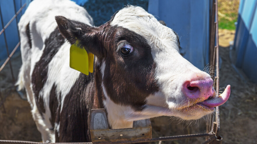 Izvanredno stanje u Slovačkoj zbog slinavke i šapa
