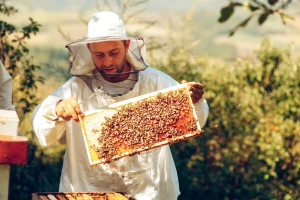 Pčelari, započela je dodjela prava na pristup AGRONET-u, provjerite svoje e-mail adrese