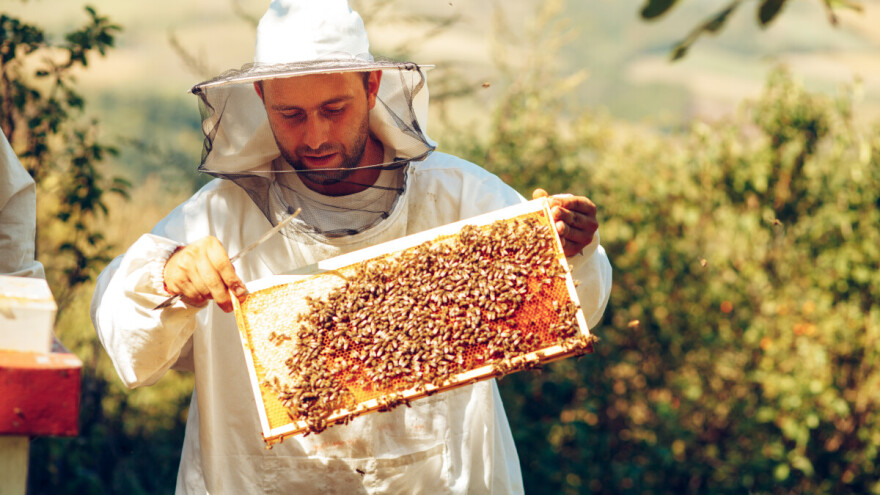 Pčelari, započela je dodjela prava na pristup AGRONET-u, provjerite svoje e-mail adrese