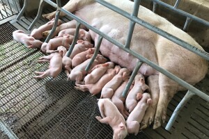 Fenomen: Krmača u Brazilu oprasila 45 praščića!