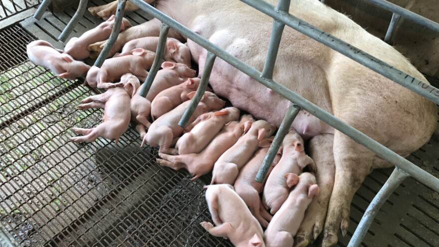 Fenomen: Krmača u Brazilu oprasila 45 praščića!