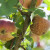 Smotavac i trulež ugrožavaju proizvodnju jabuka. Koje mjere sprovesti?