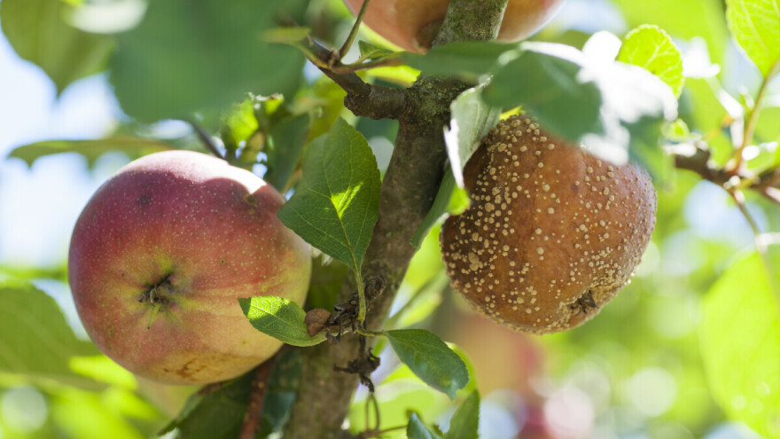 Smotavac i trulež ugrožavaju proizvodnju jabuka. Koje mjere sprovesti?