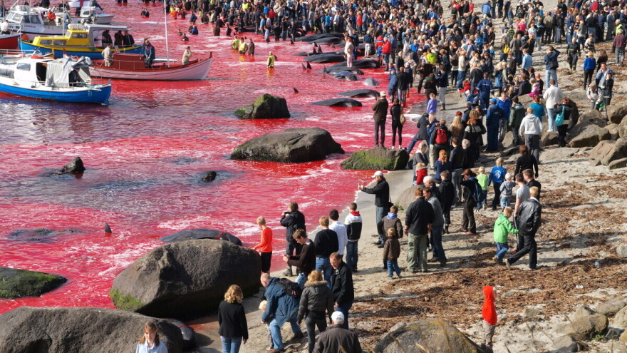 I kitove ubijaju, zbog nauke ili obijesti, ali ponekad i radi preživljavanja