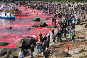 I kitove ubijaju, zbog znanosti ili obijesti, ali ponekad i radi preživljavanja