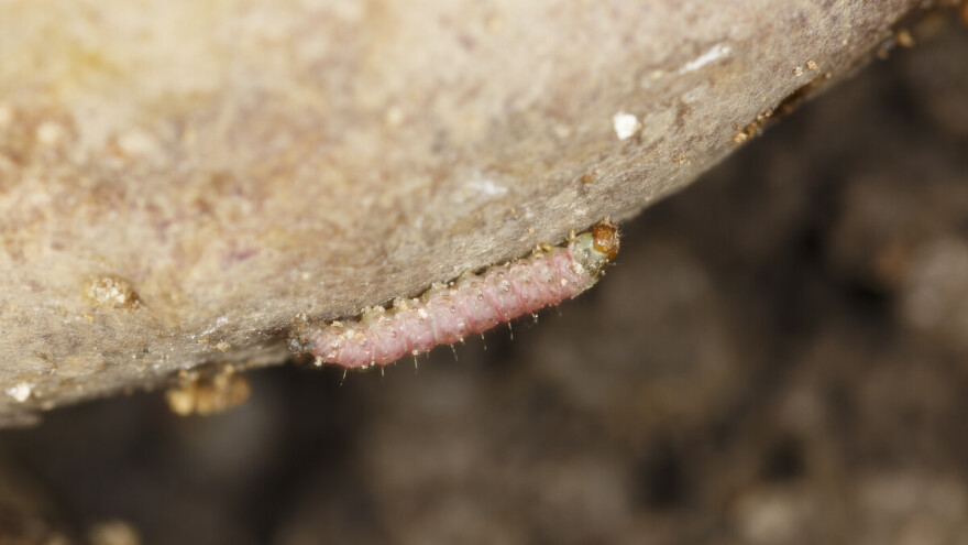Krompirov moljac - dvije su mjere zaštite najvažnije