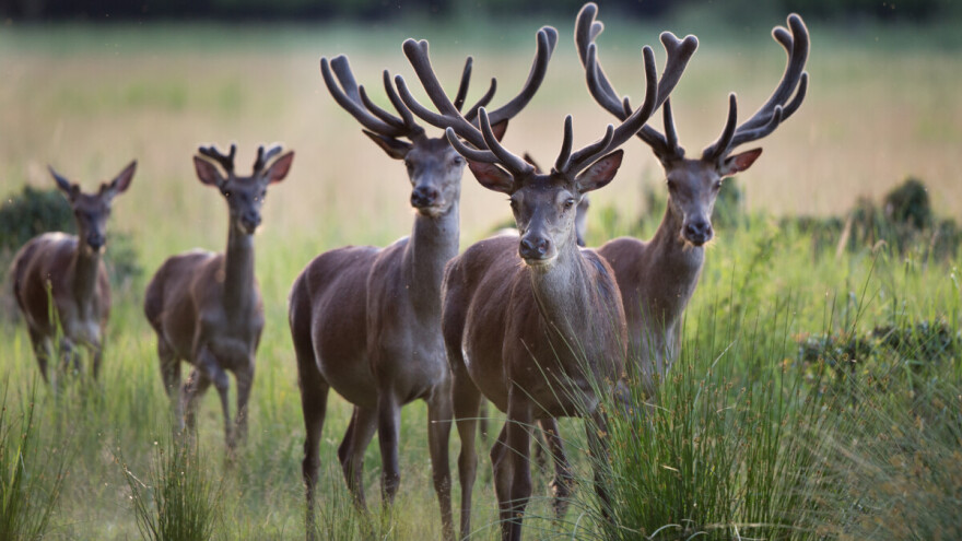Prah od roga jelena izbeljuje zube, a košuta zna koja je trava lekovita?