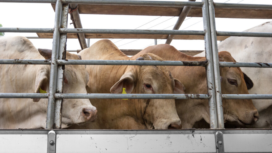 Zbog slinavke i šapa Austrija zatvara granice s Mađarskom i Slovačkom