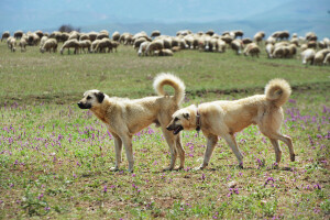 Ovčarski pas čuva stado od vukova - Kangal