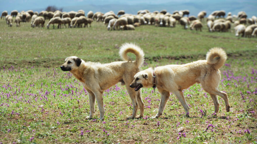 Ovčarski pas čuva stado od vukova - Kangal